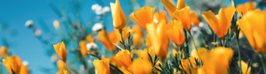 signs of spring